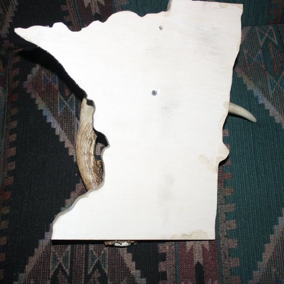 Deer Antler Shed On Minnesota Plaque - Picture 6 of 6